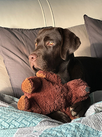 Heidelberg Hills Labradors