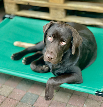 Heidelberg Hills Labradors
