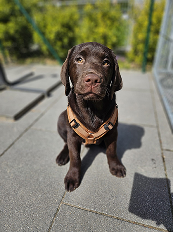 Heidelberg Hills Labradors