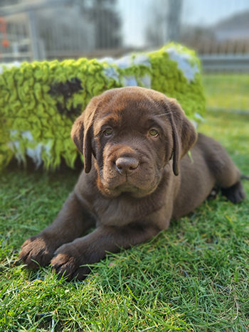 Heidelberg Hills Labradors