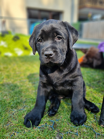 Heidelberg Hills Labradors