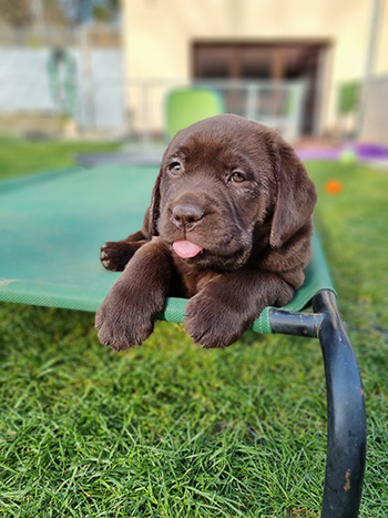 Heidelberg Hills Labradors