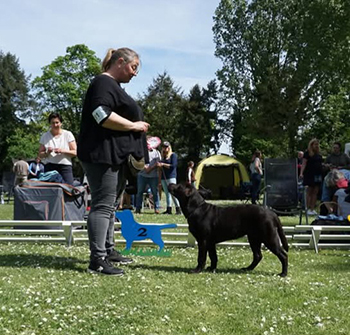Heidelberg Hills Labradors