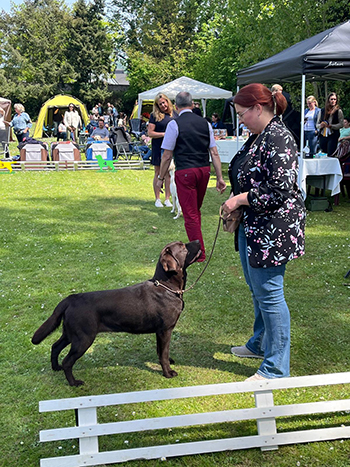 Heidelberg Hills Labradors