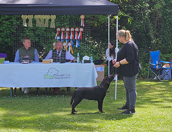 Heidelberg Hills Labradors