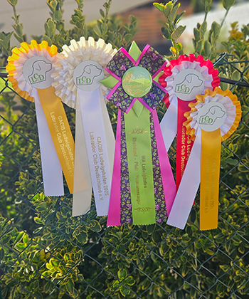 Heidelberg Hills Labradors