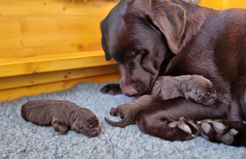 Heidelberg Hills Labradors